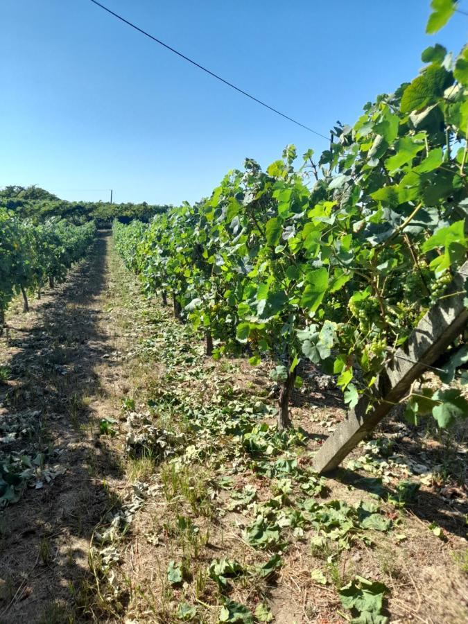 Quinta Do Silva Villa Celorico De Basto Buitenkant foto
